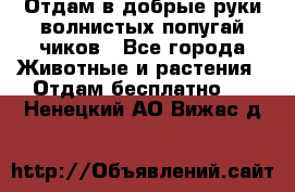 Отдам в добрые руки волнистых попугай.чиков - Все города Животные и растения » Отдам бесплатно   . Ненецкий АО,Вижас д.